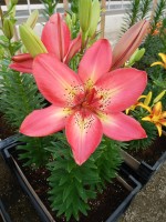 [5037 Arsenal No02.JPG]